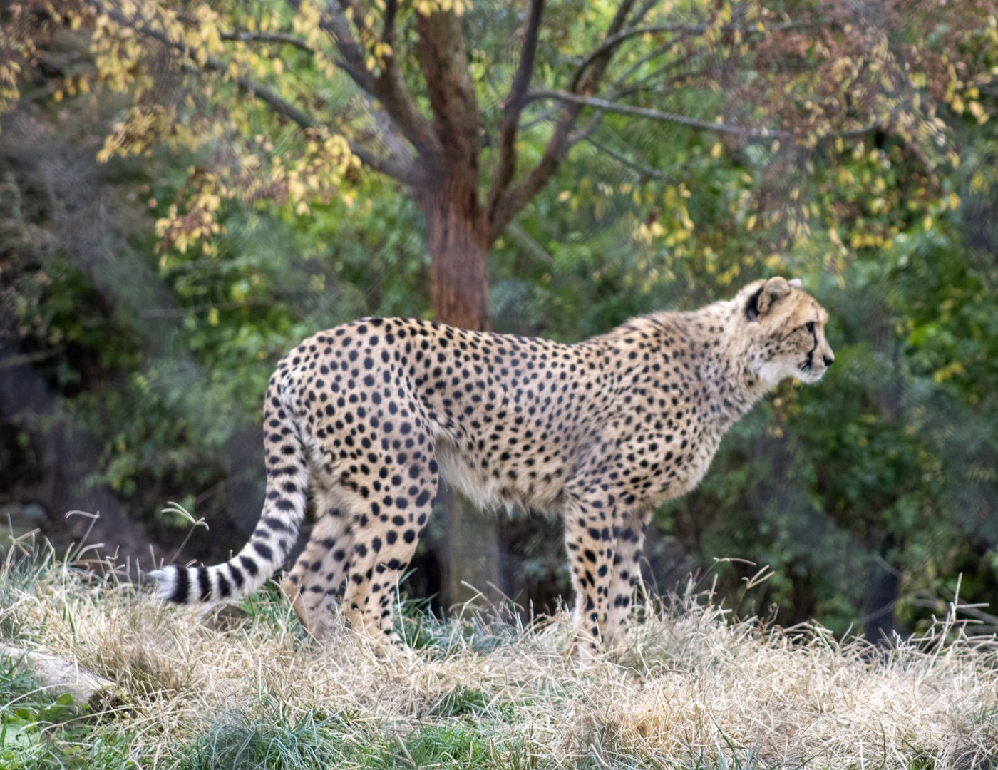 Cheetah