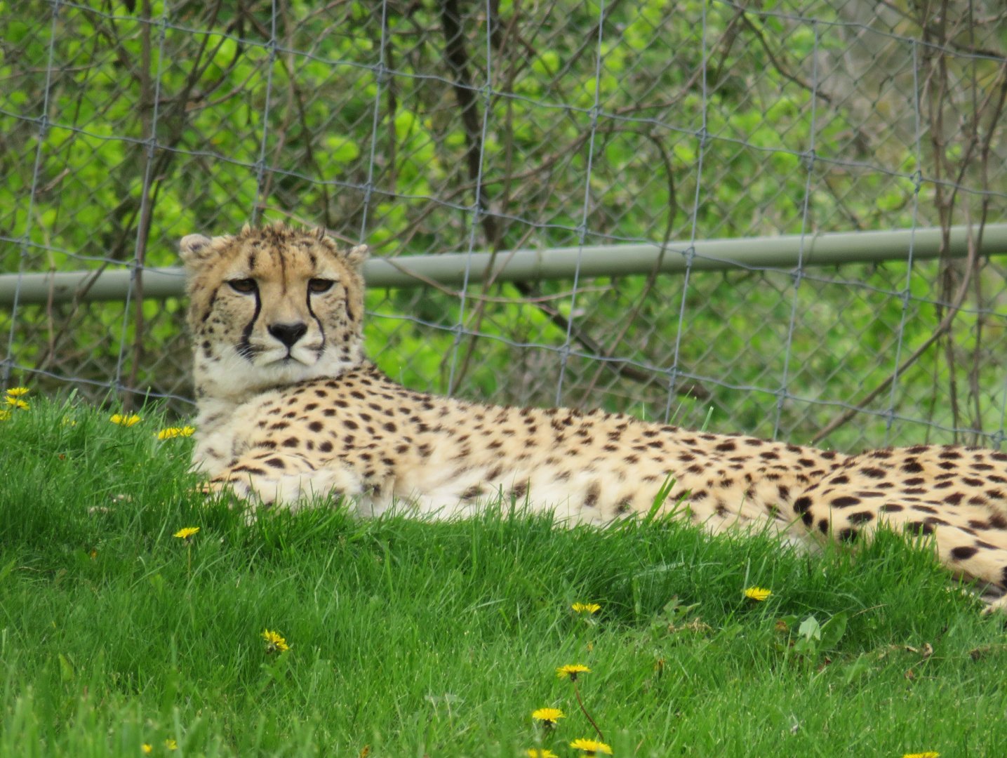 Cheetah