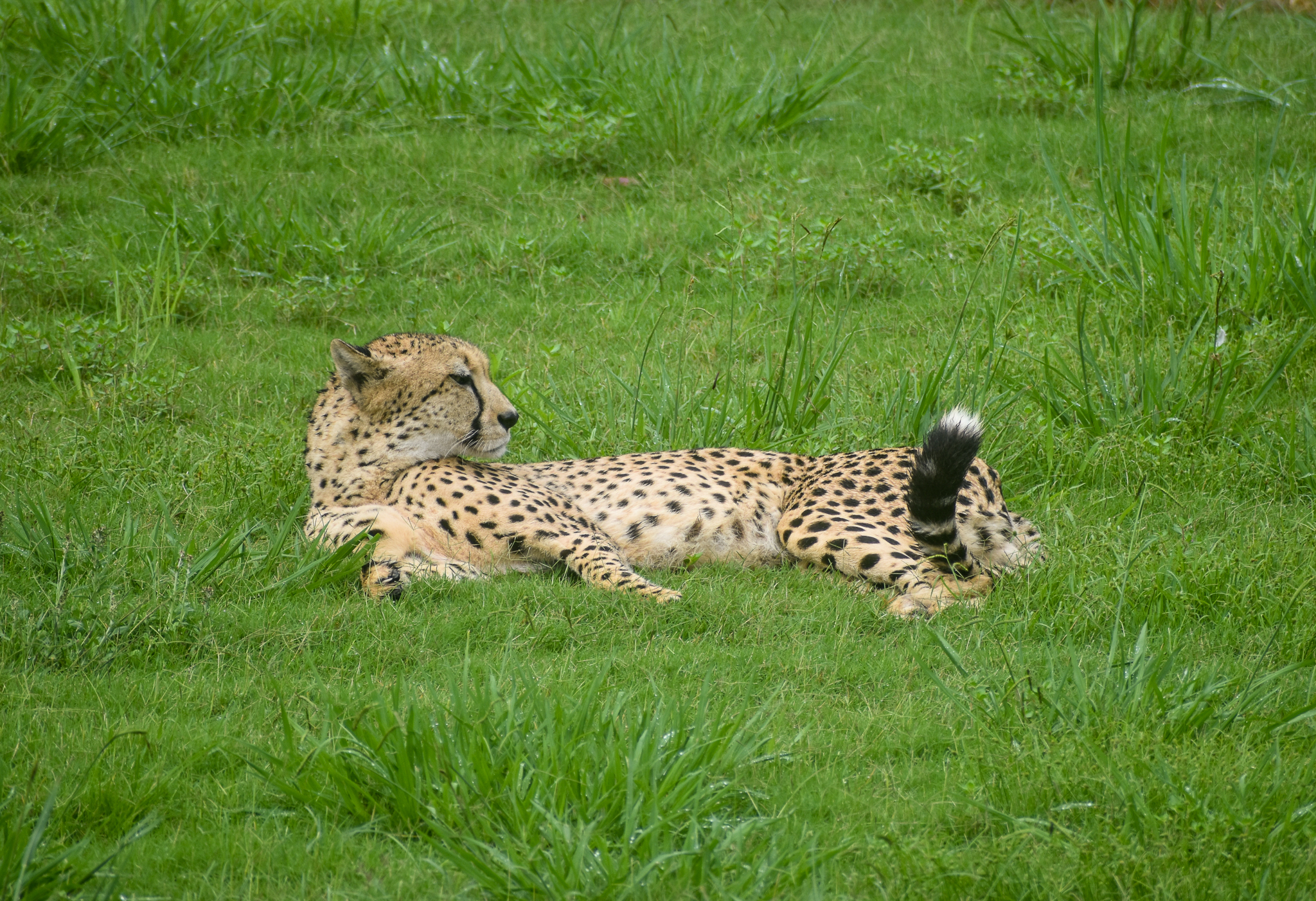 Cheetah