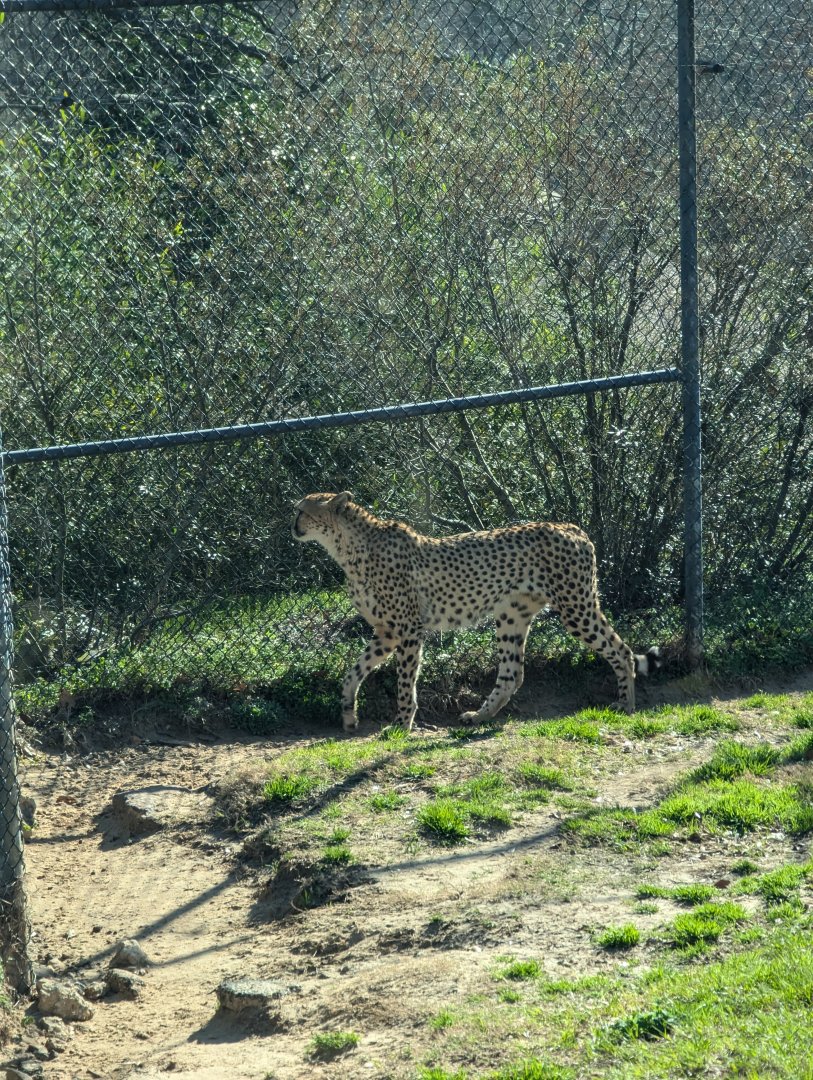 Cheetah