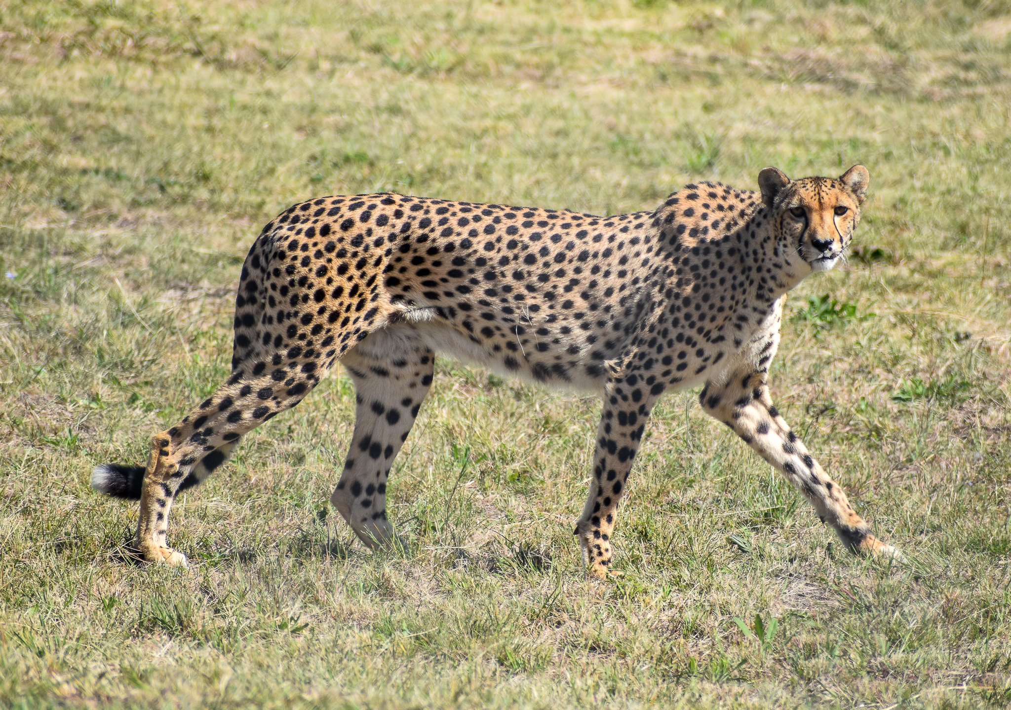 Cheetah