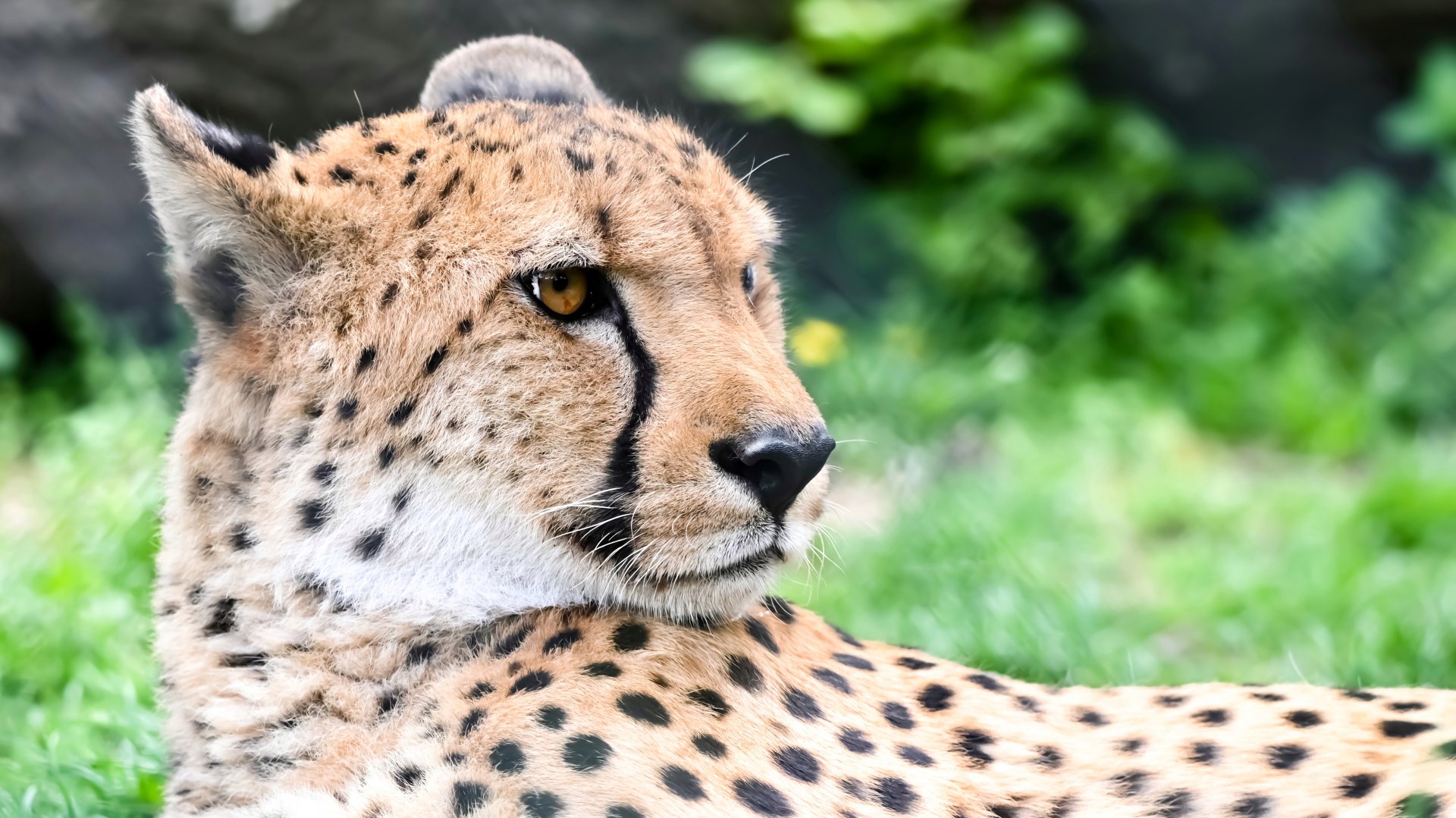 Cheetah