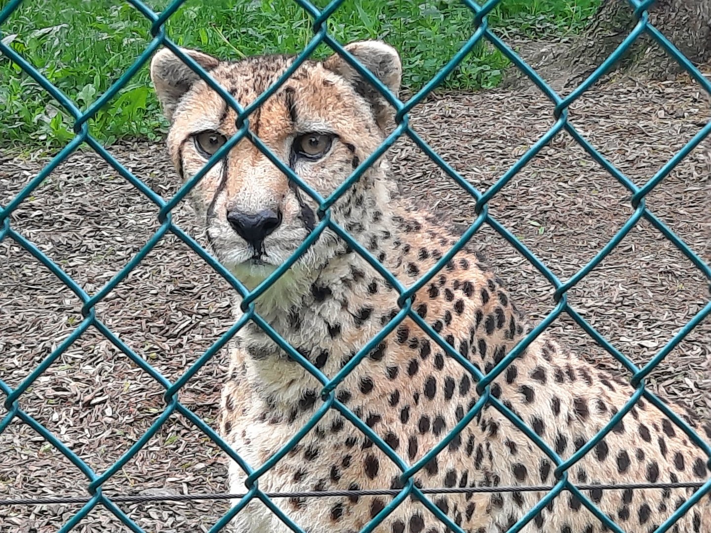Cheetah