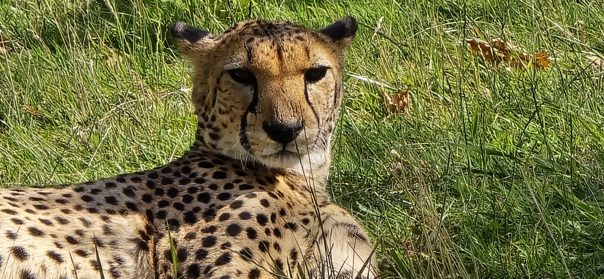 Cheetah
