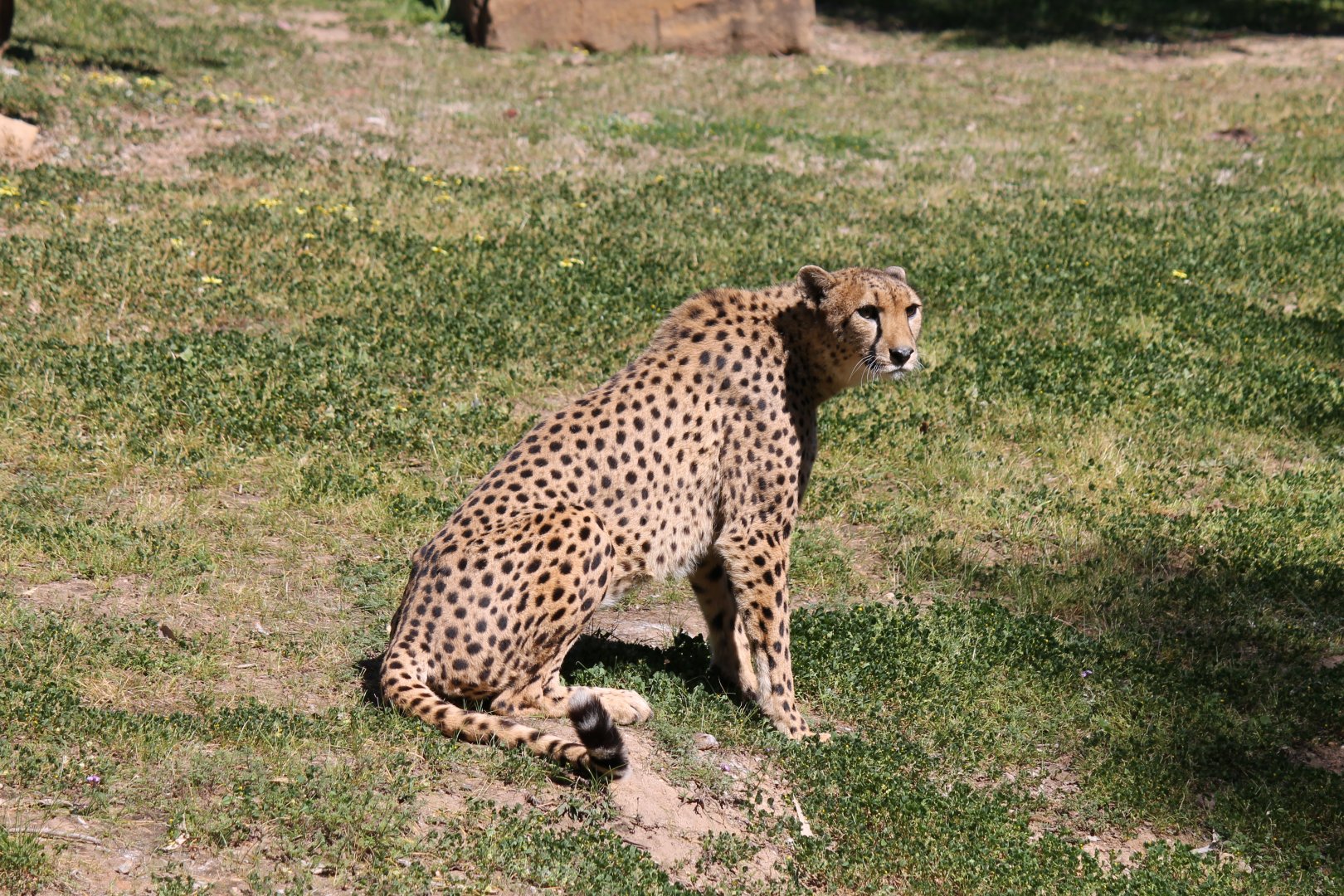 Cheetah