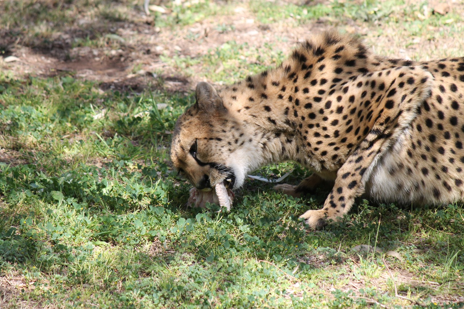 Cheetah