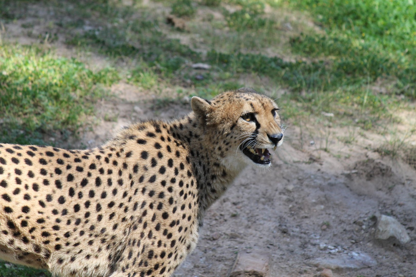 Cheetah