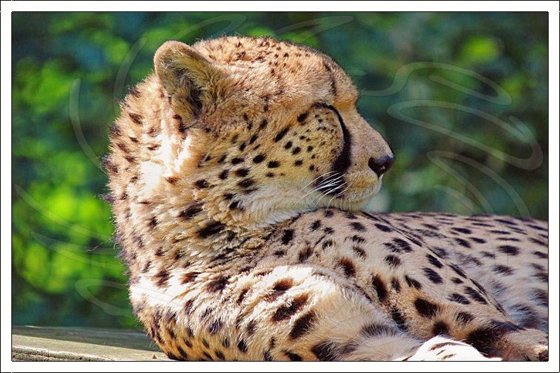 Cheetah
