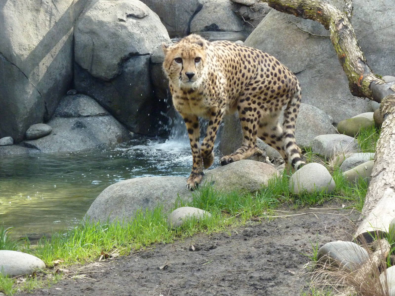 Cheetah