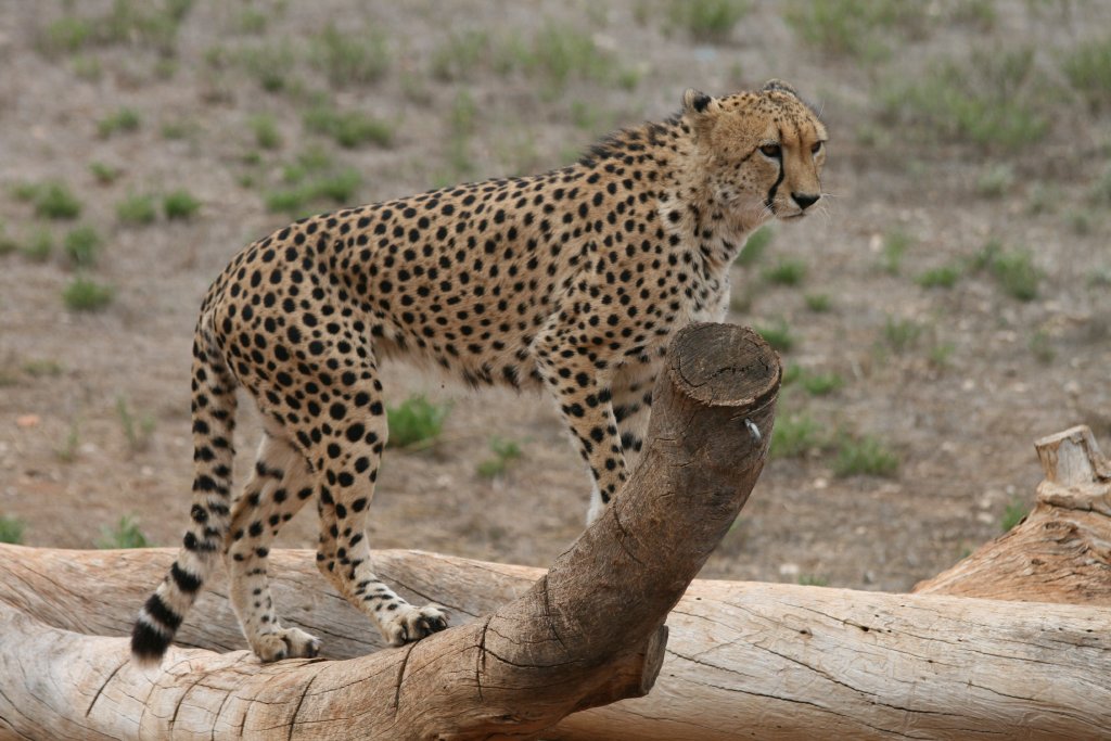 Cheetah