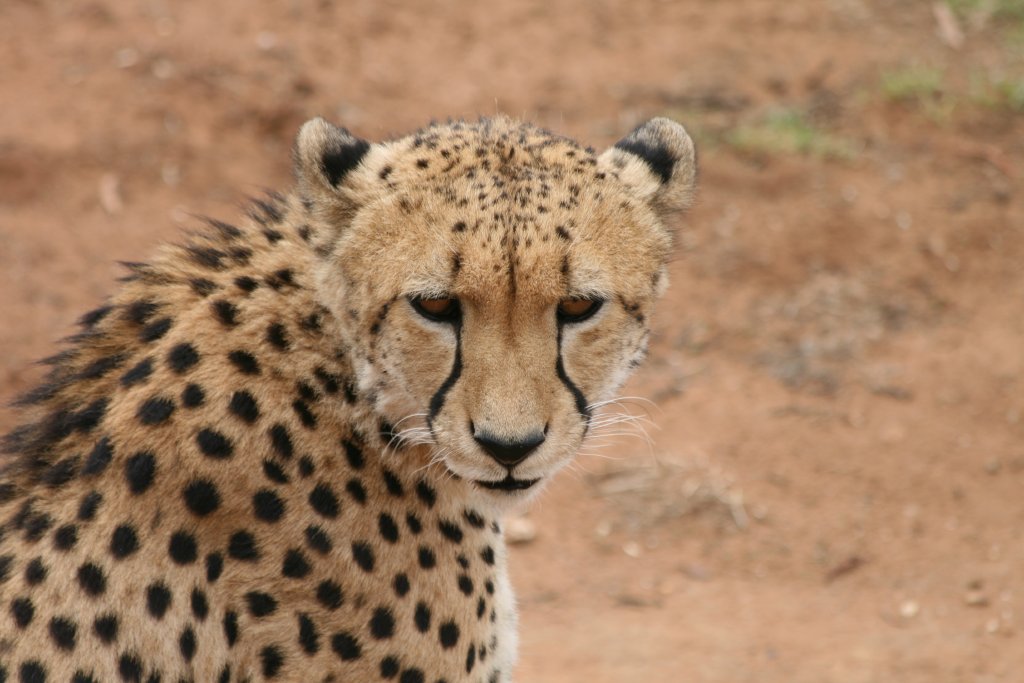 Cheetah