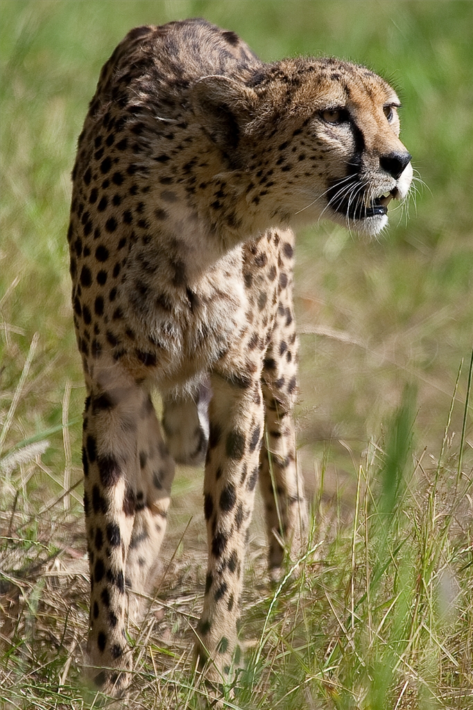 Cheetah