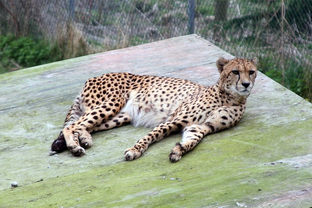 Cheetah