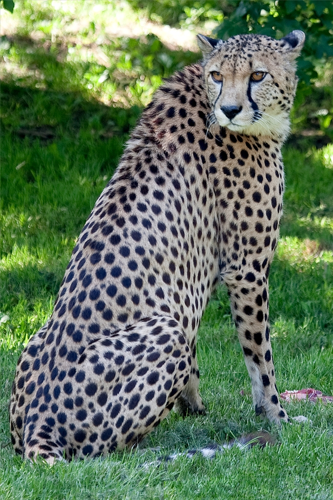Cheetah
