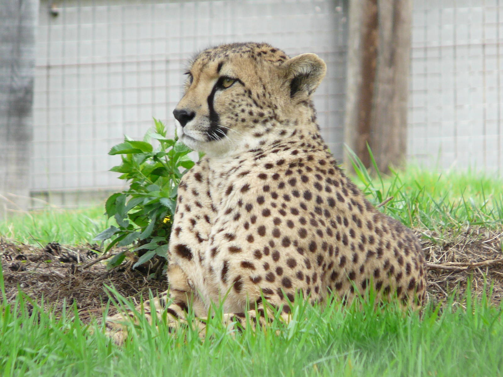Cheetah