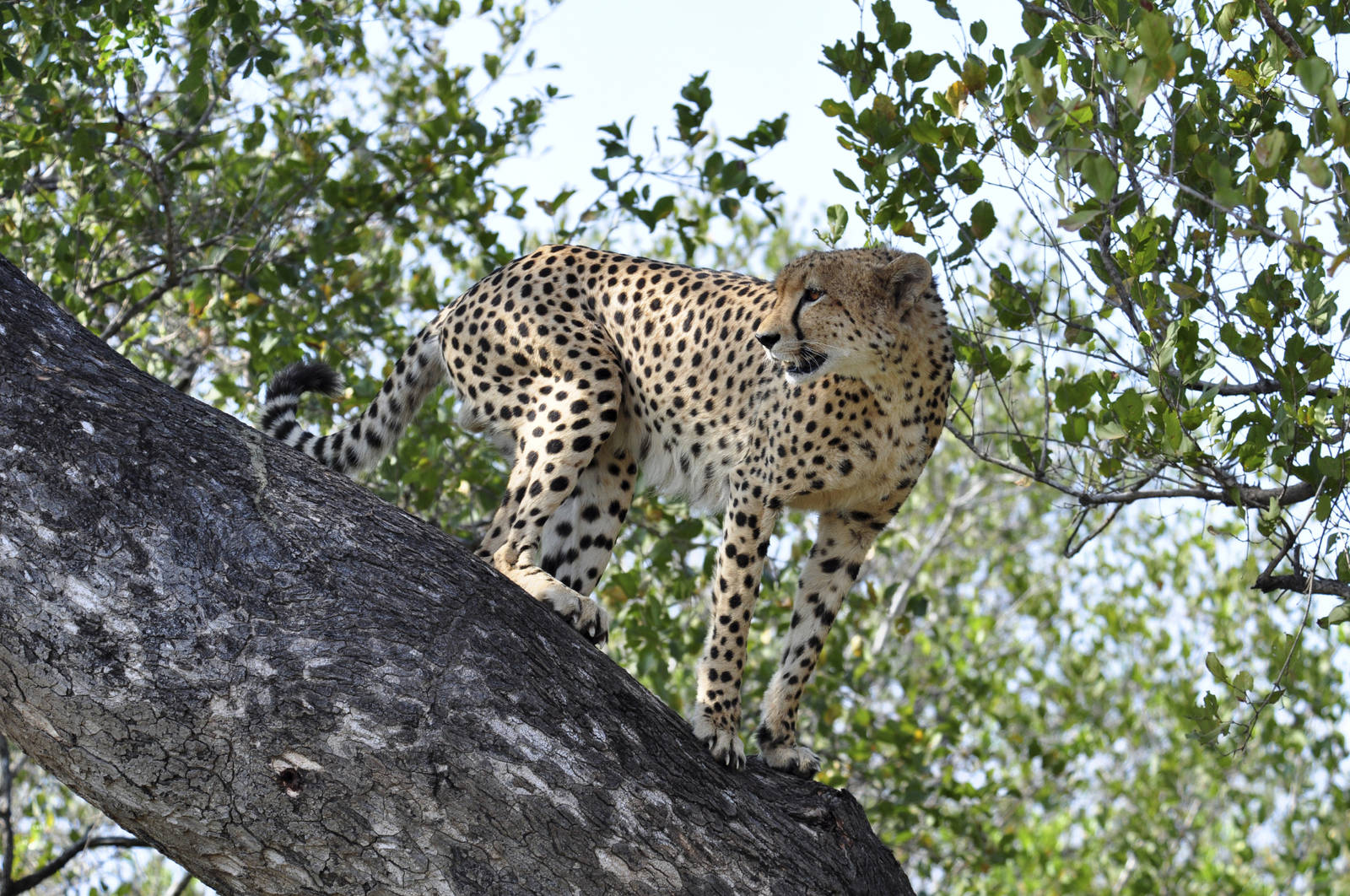 cheetah_in_tree