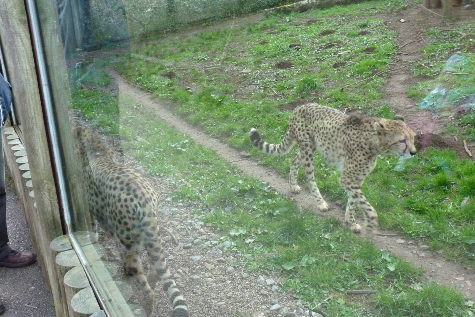 Cheetahs, 1 April 2015