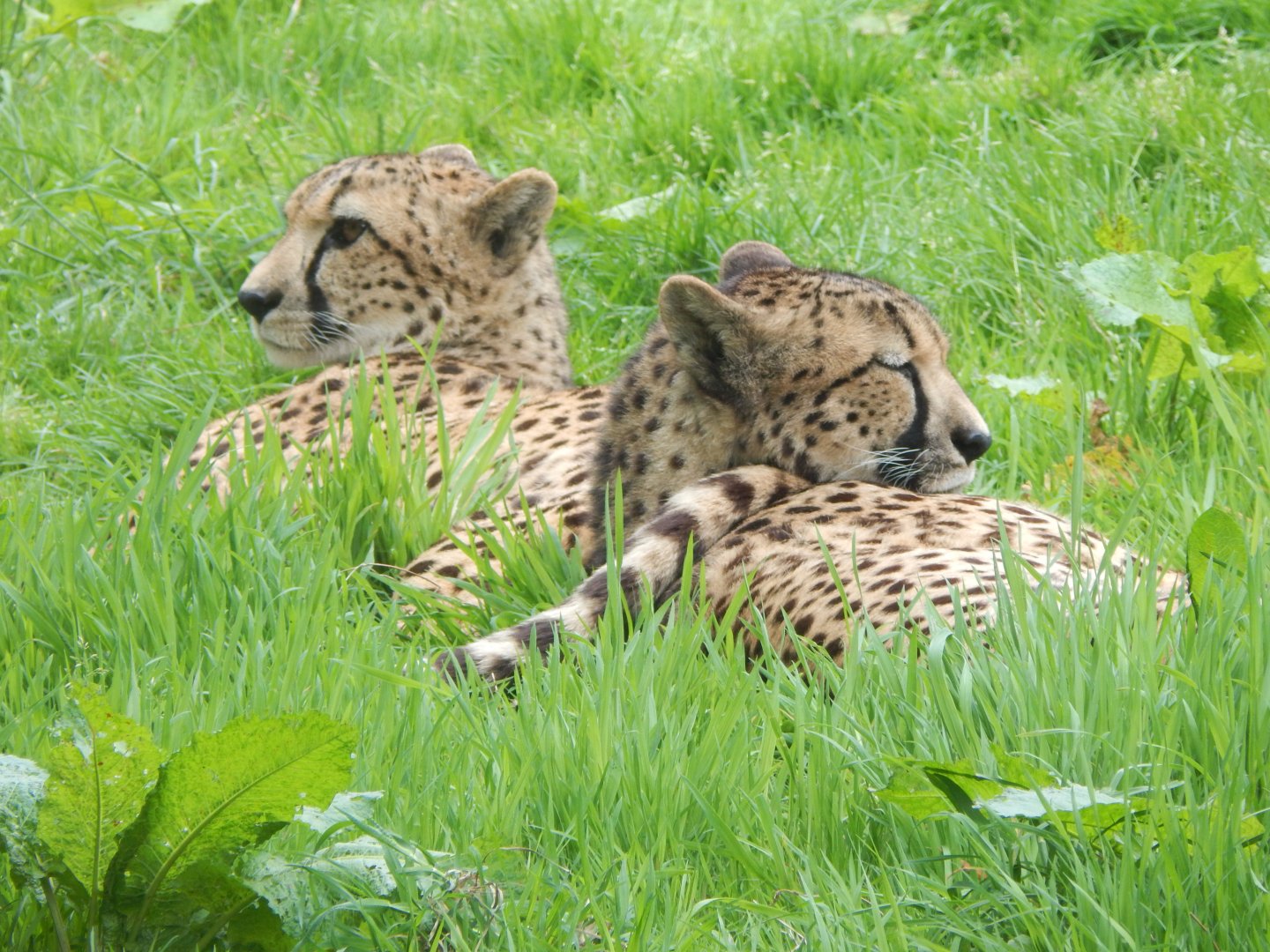 Cheetahs 150522