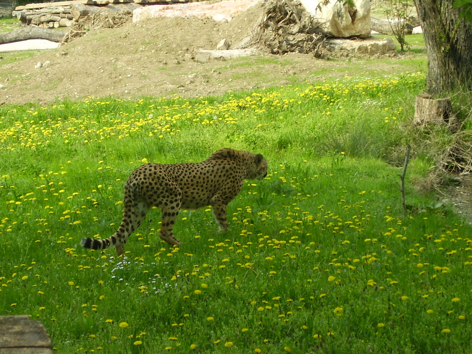 Cheetahs - 2010