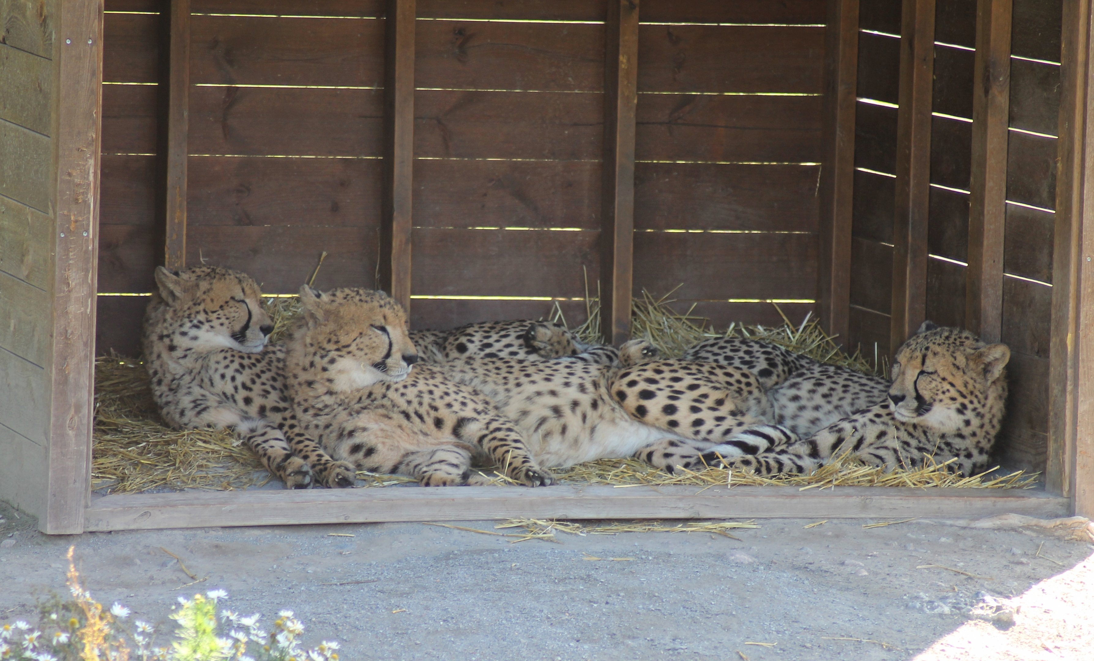 Cheetahs (Acinonyx jubatus)