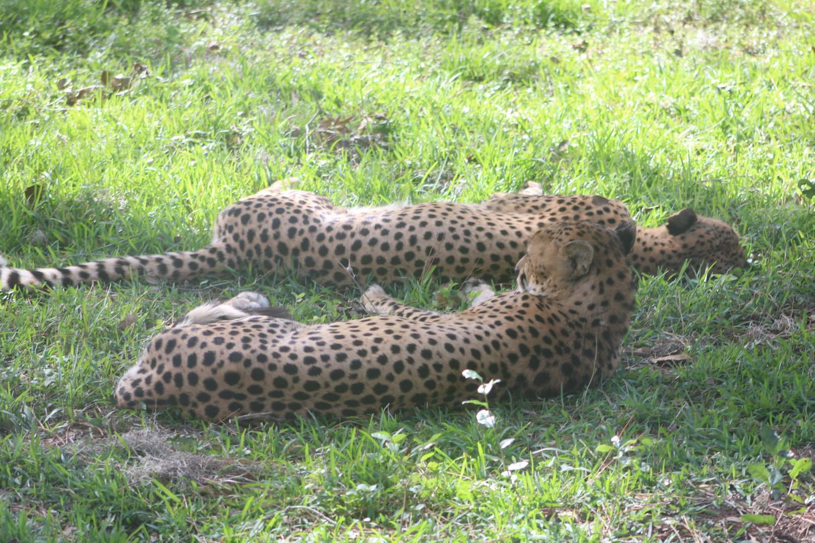 Cheetahs (Acinonyx jubatus)