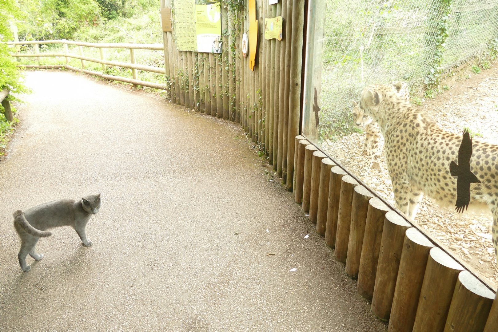 Cheetahs and domestic cat, May 2021