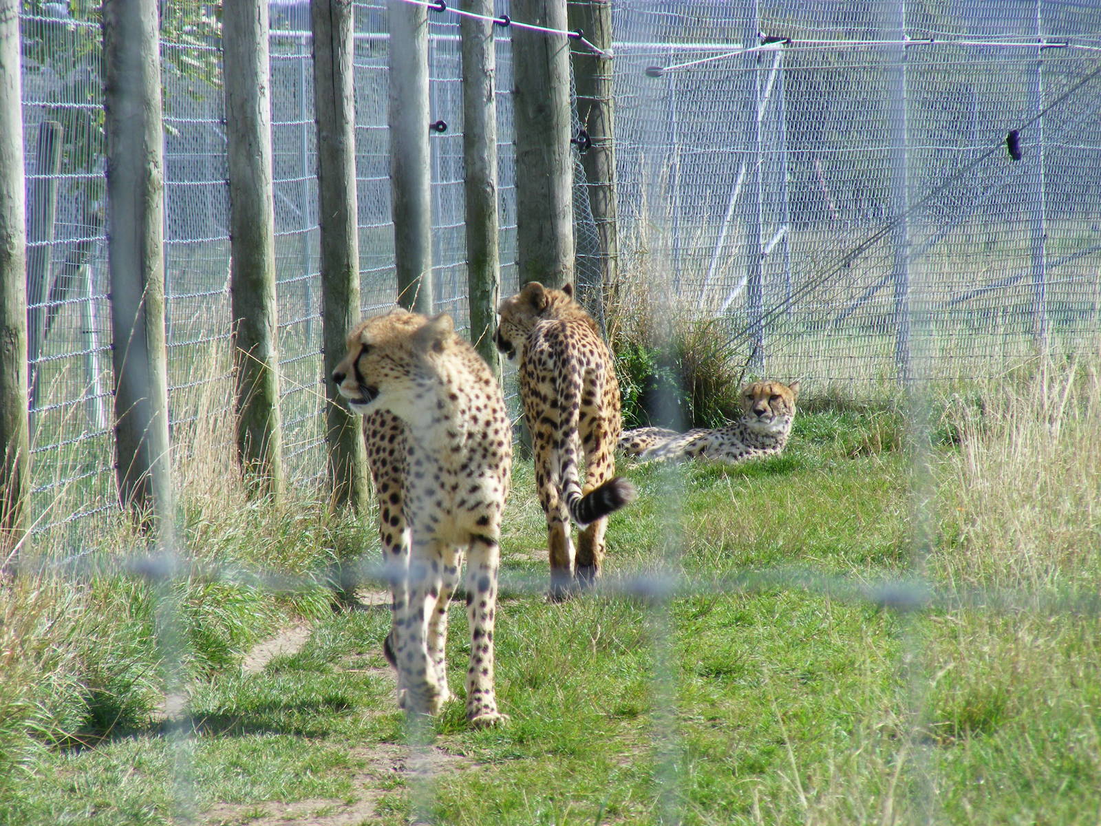 Cheetahs at Hamerton Zoo, 12 September 2010