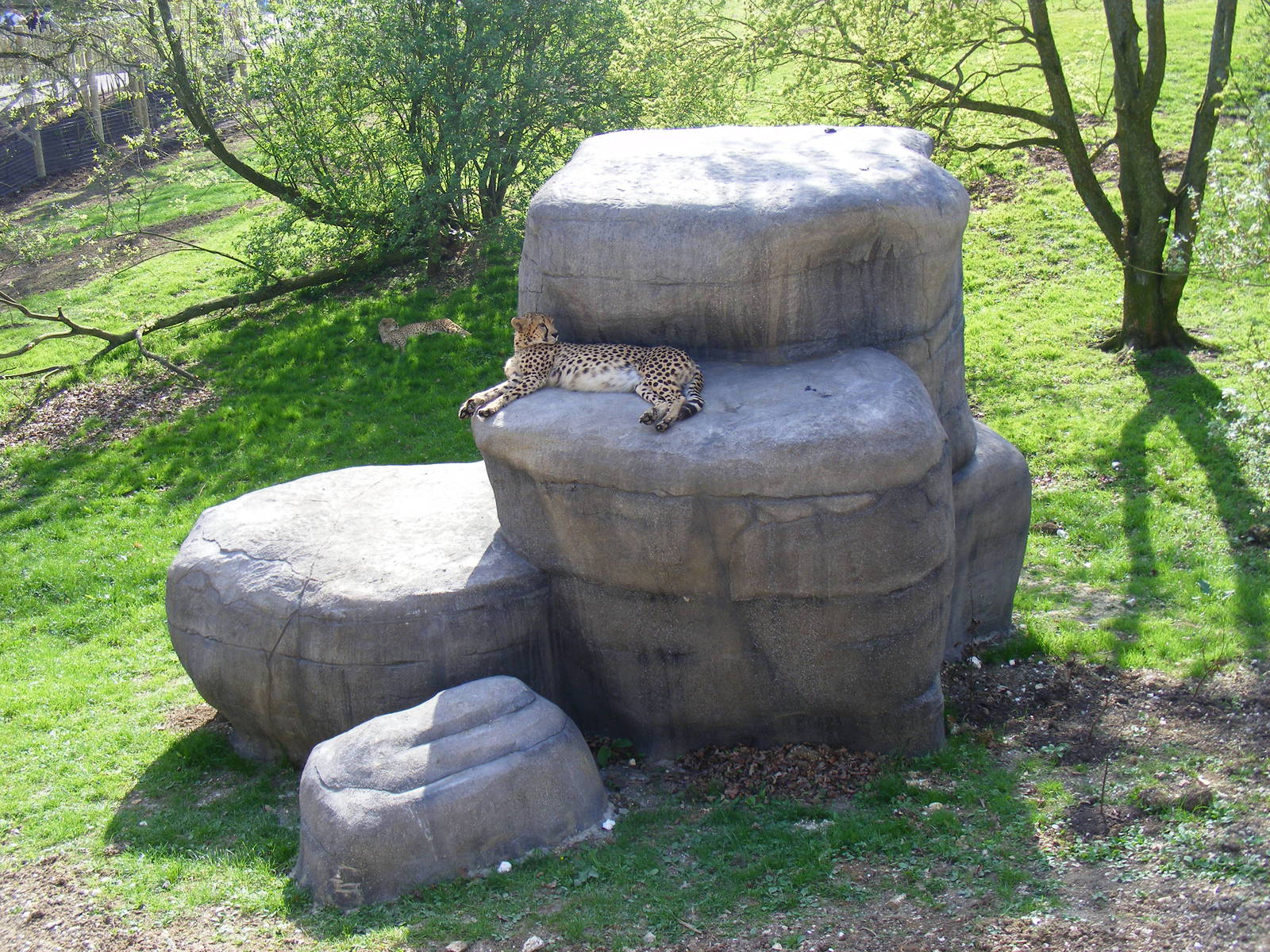 Cheetahs at Marwell Wildlife, 9 April 2011