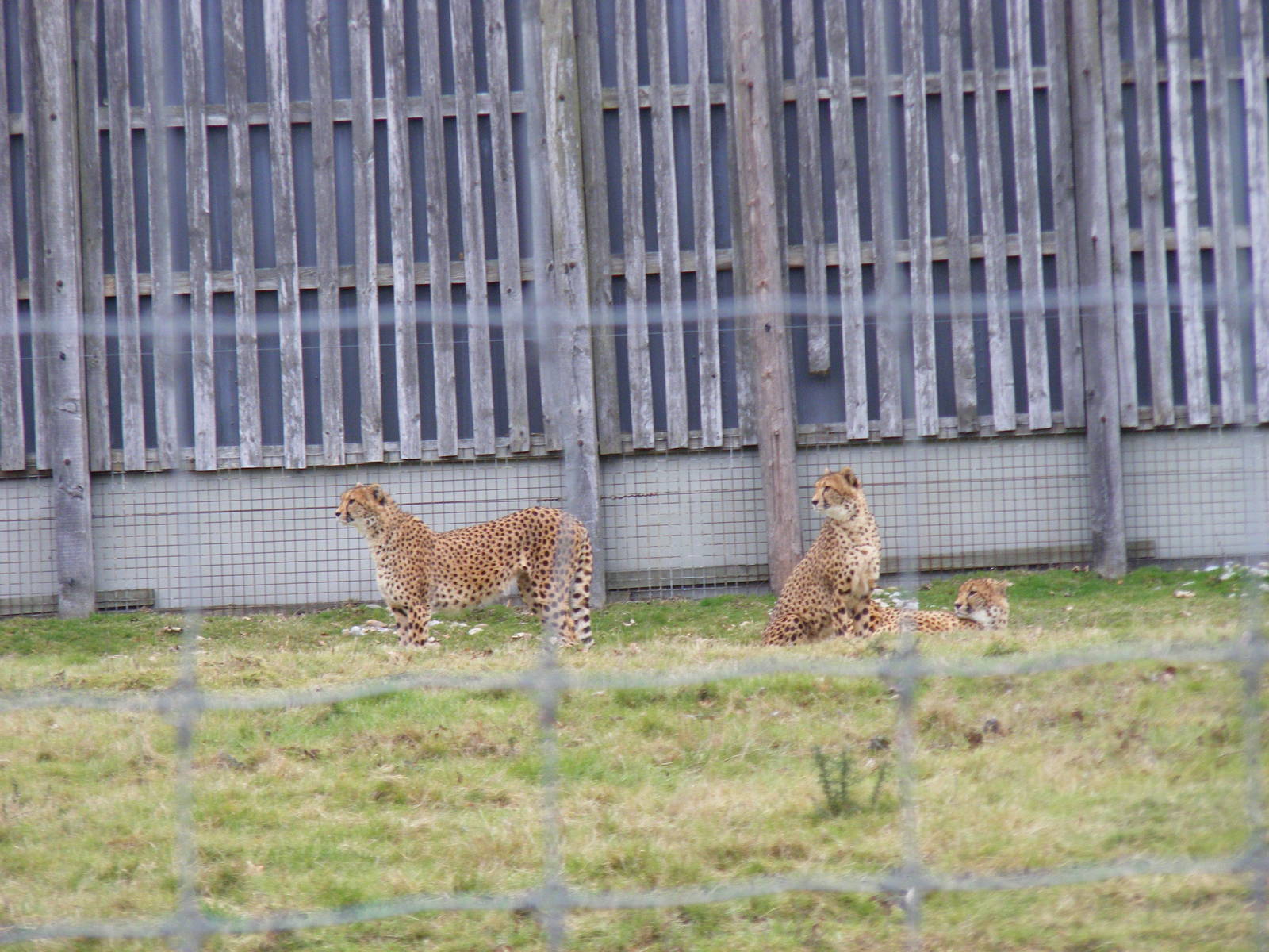Cheetahs at West Midland Safari Park, 13 February 2010
