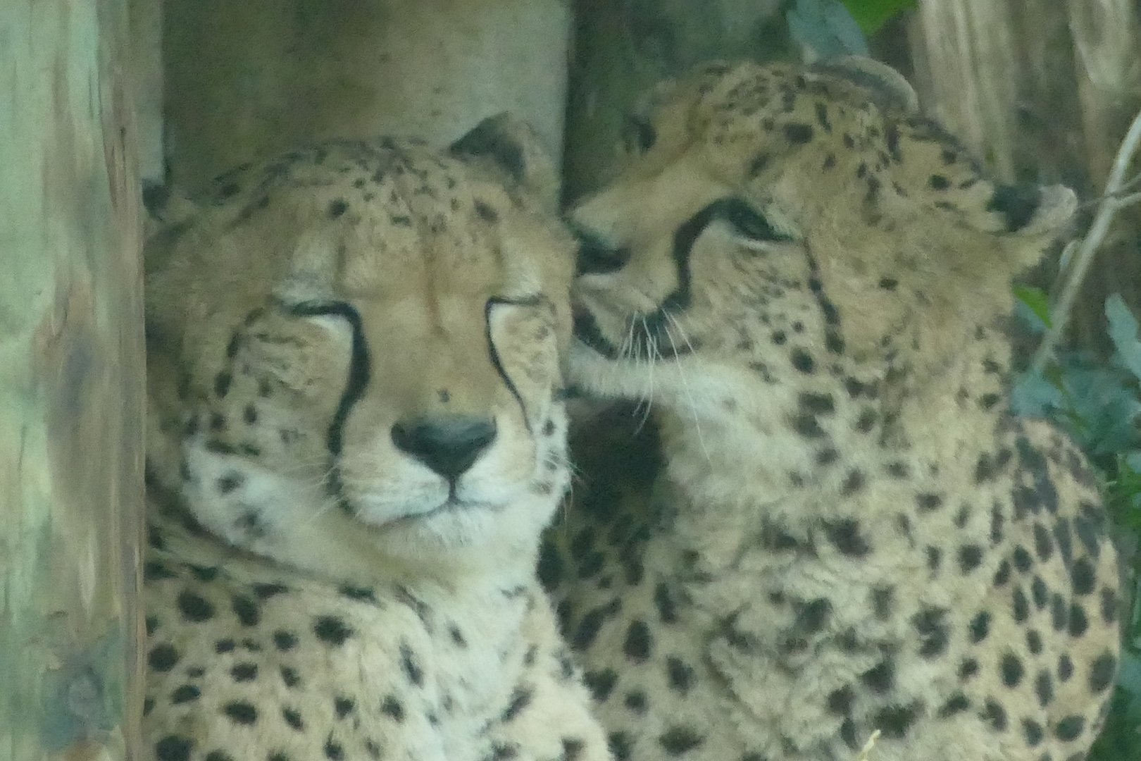 Cheetahs, December 2022