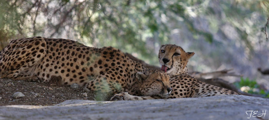 cheetahs grooming