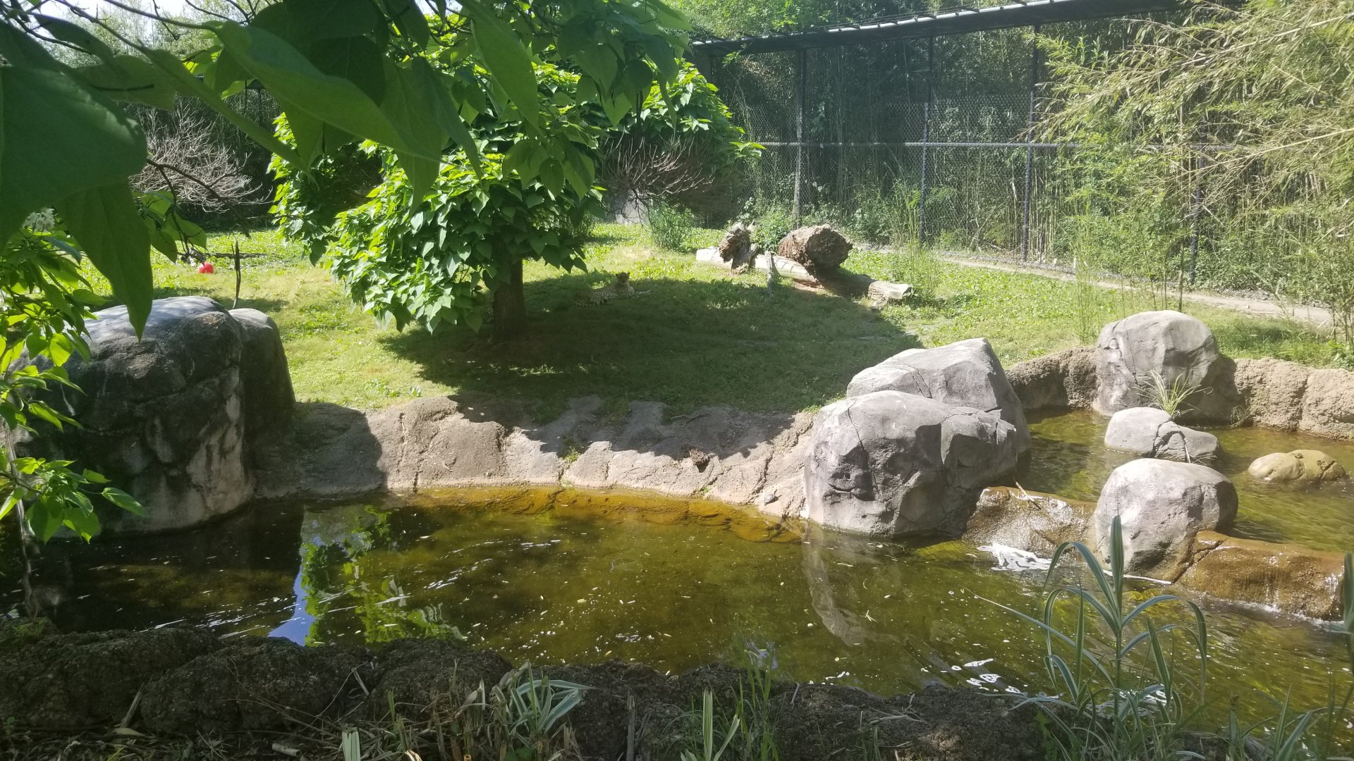 Cheetahs, happy in the shade