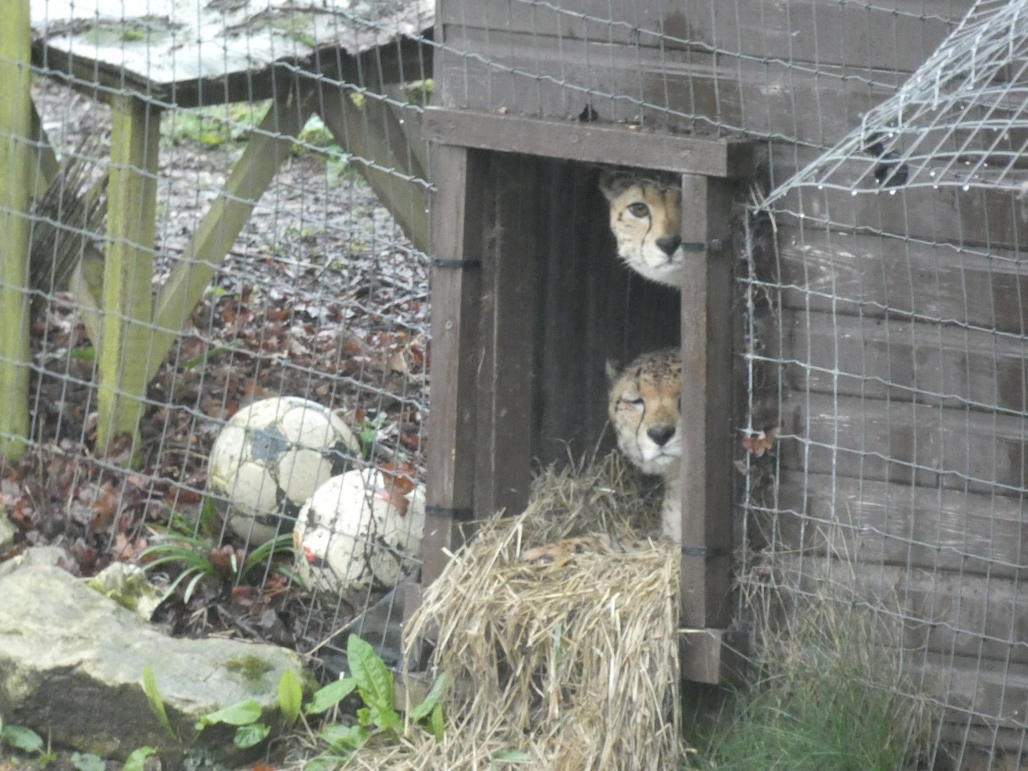Cheetahs hiding from the rain