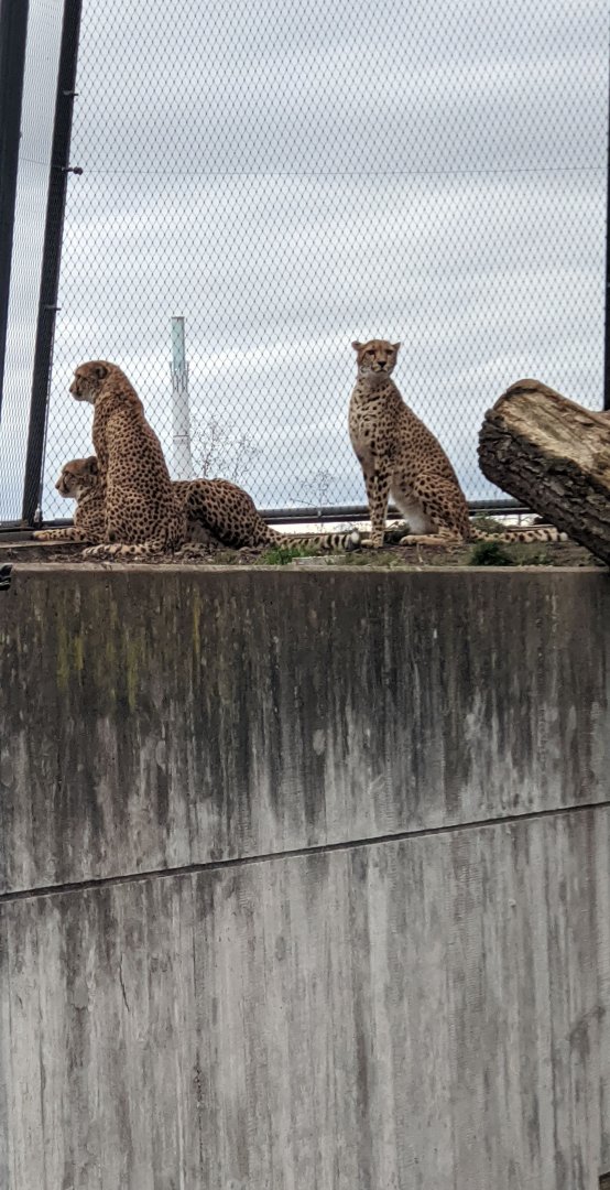 Cheetahs in former Polar Bear Enclosure