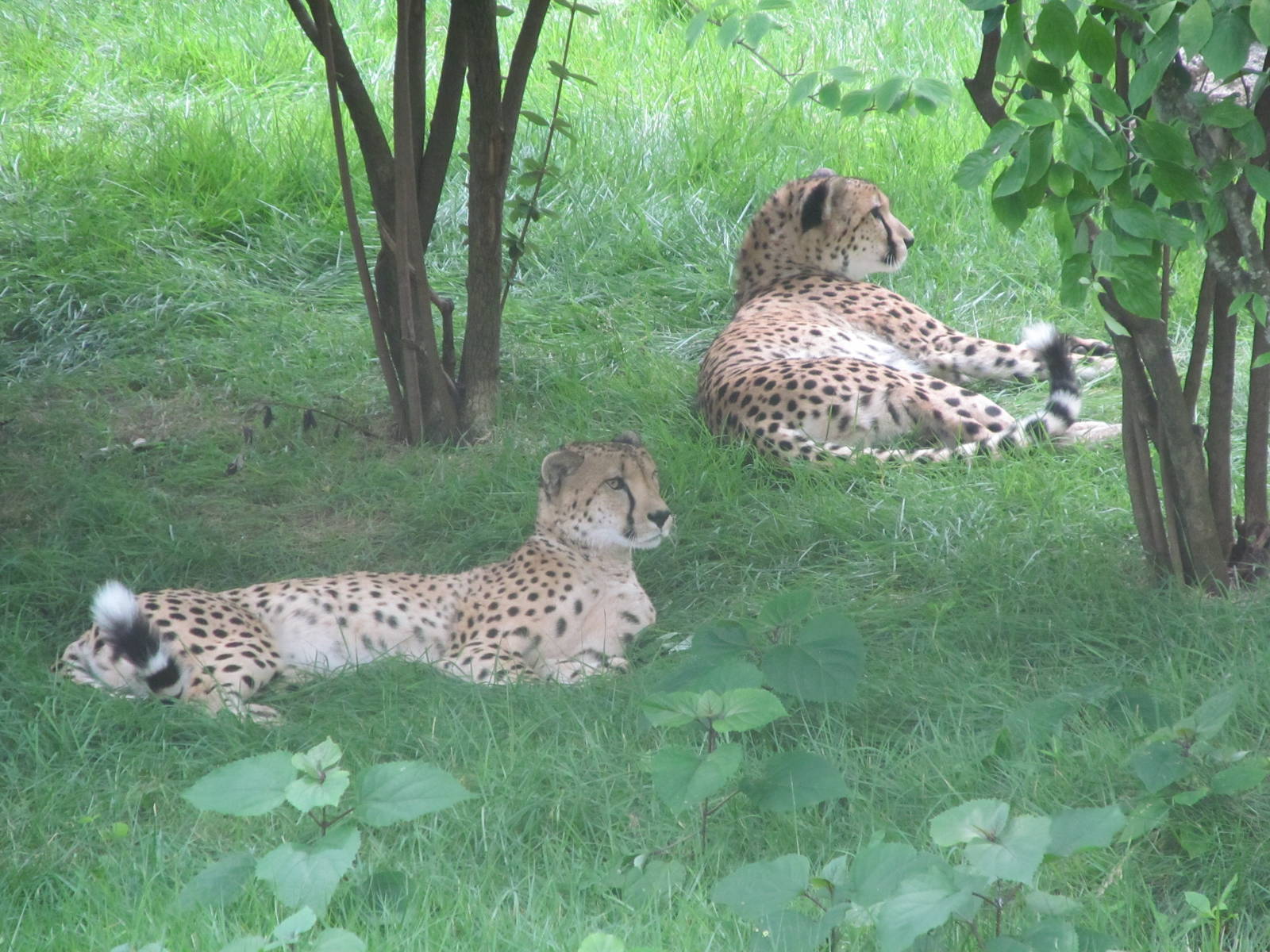 Cheetahs(in new exhibit)