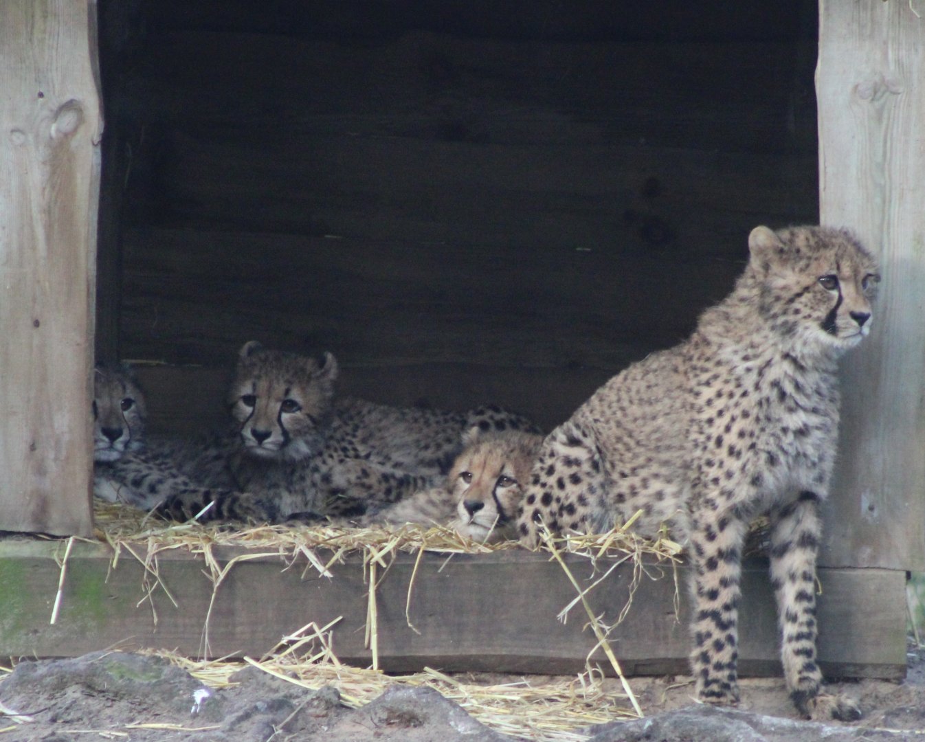 Cheetahs in the nest-box ;)