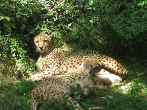 Cheetahs in Tiger Canyon