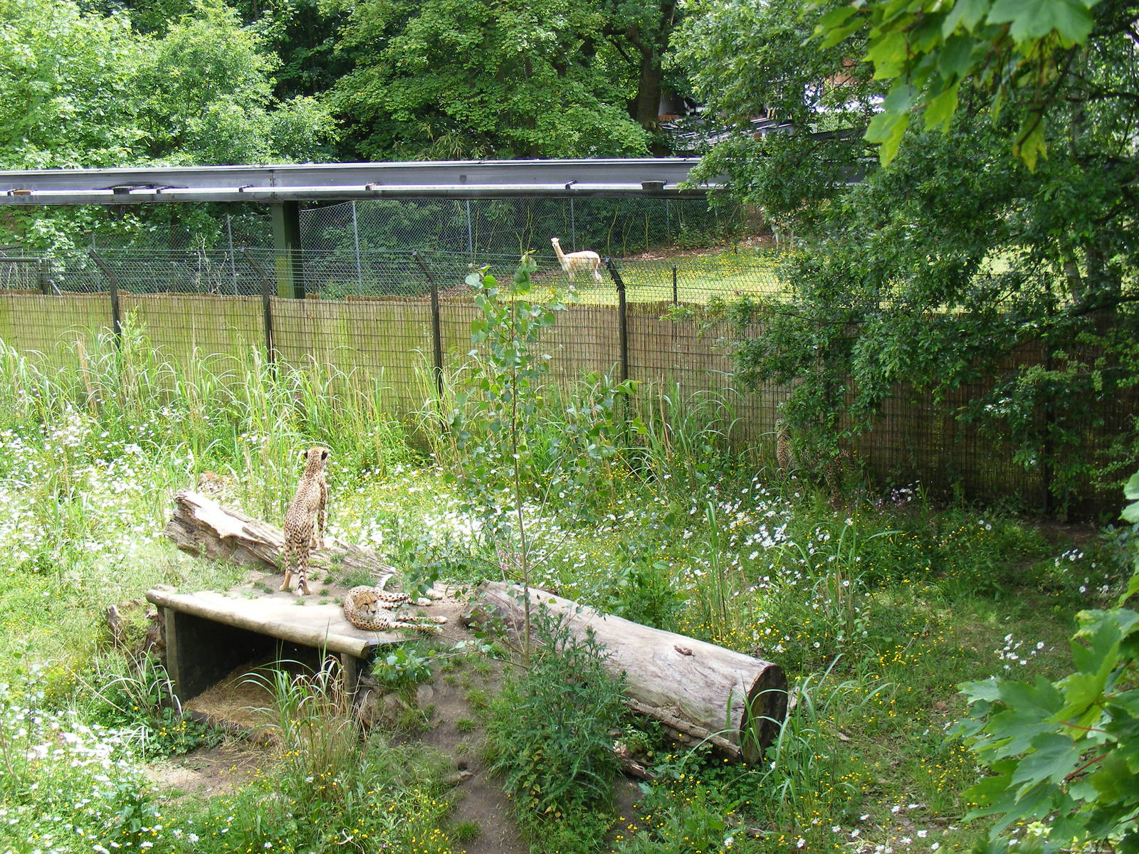 Cheetahs looking at a vicuna at Chester Zoo, 15 June 2011
