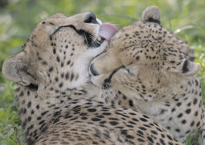 Cheetahs male bonding