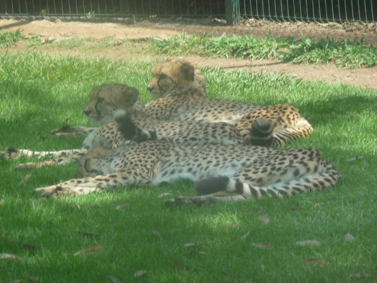 cheetahs morelia zoo
