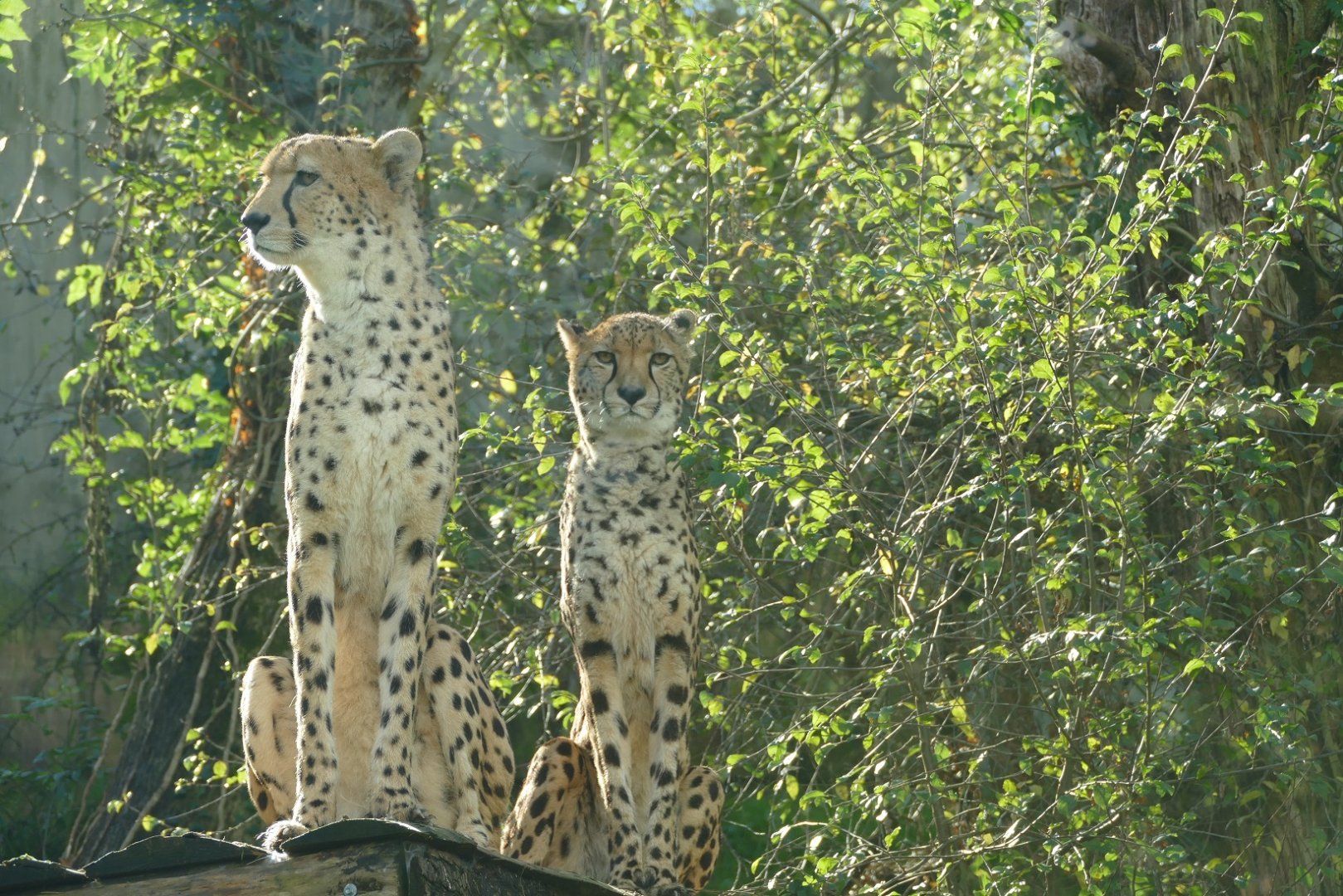 Cheetahs, October 2021