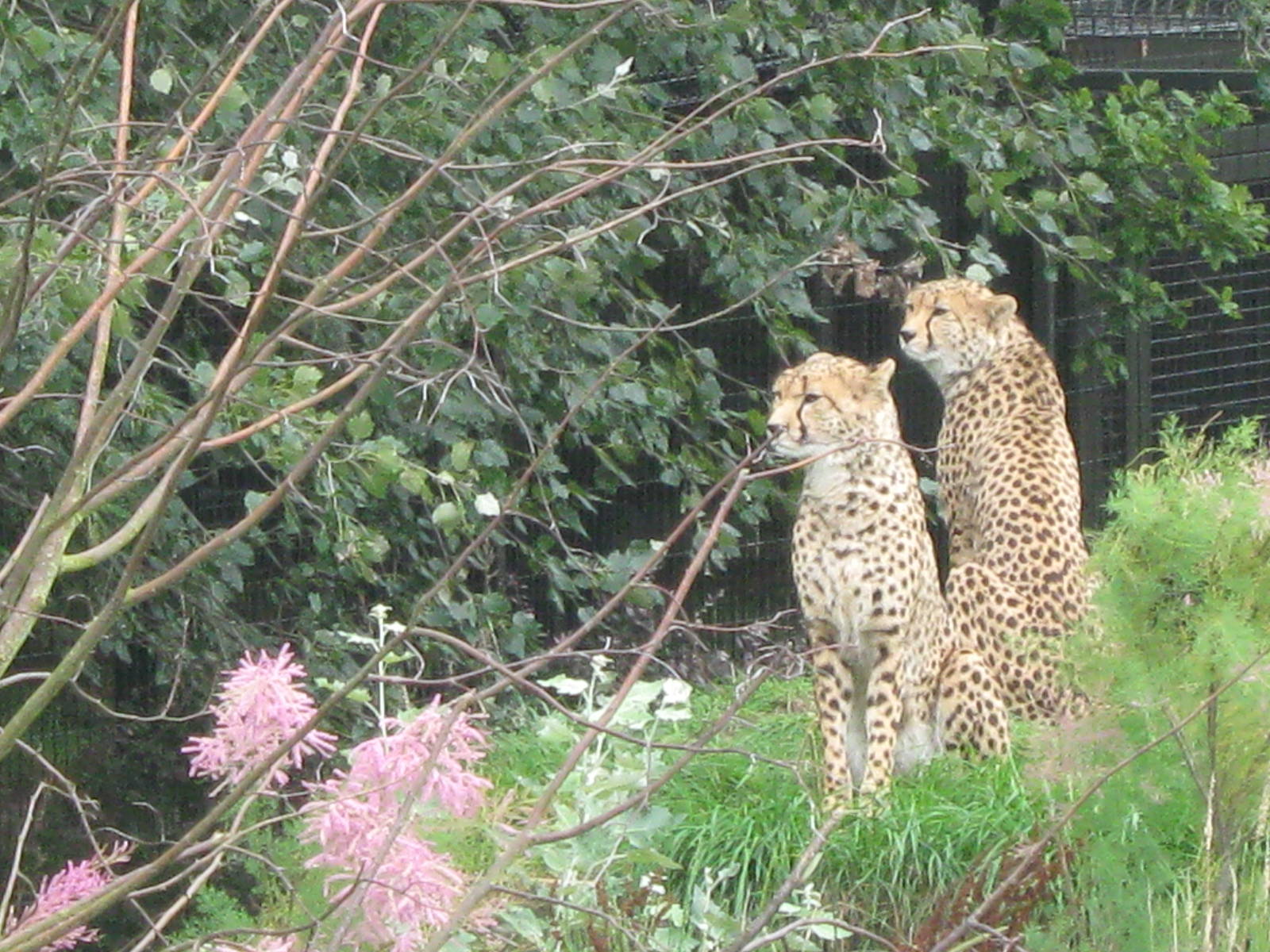 Cheetah's on a hill 3.8.09