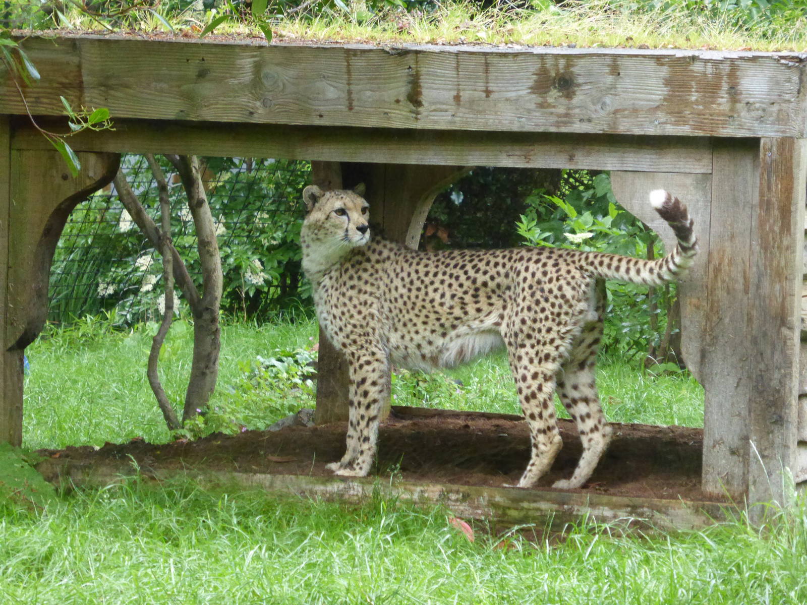 Cheetah's outside