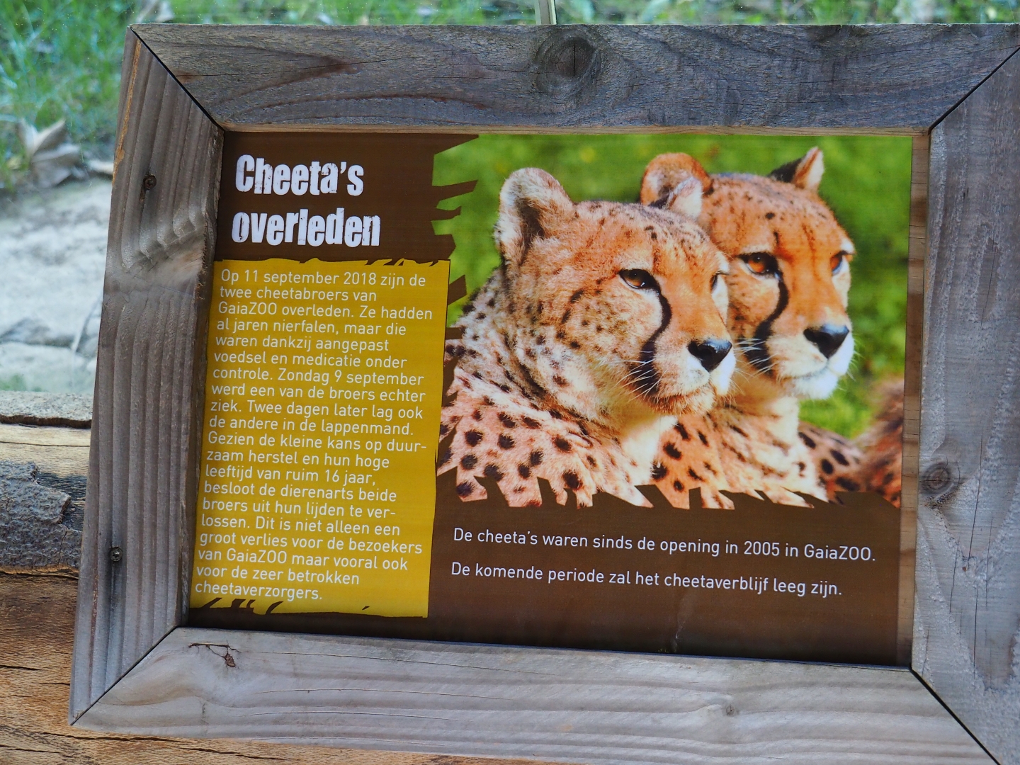 Cheetahs passed away sign (Oct 13th, 2018)