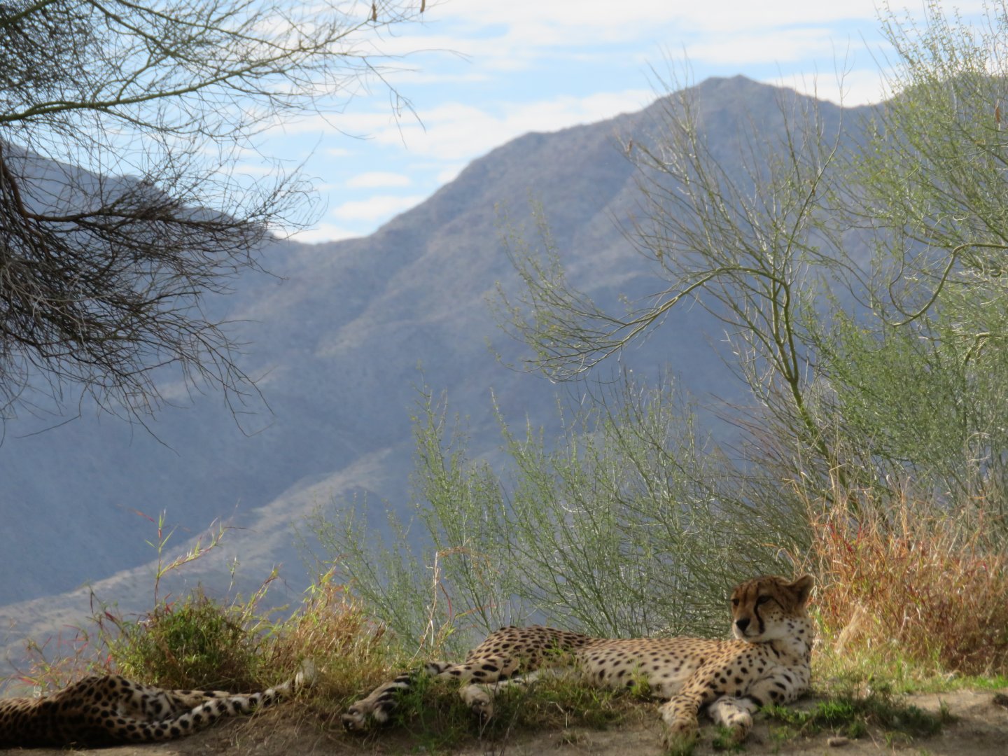 Cheetahs (w/ backdrop)