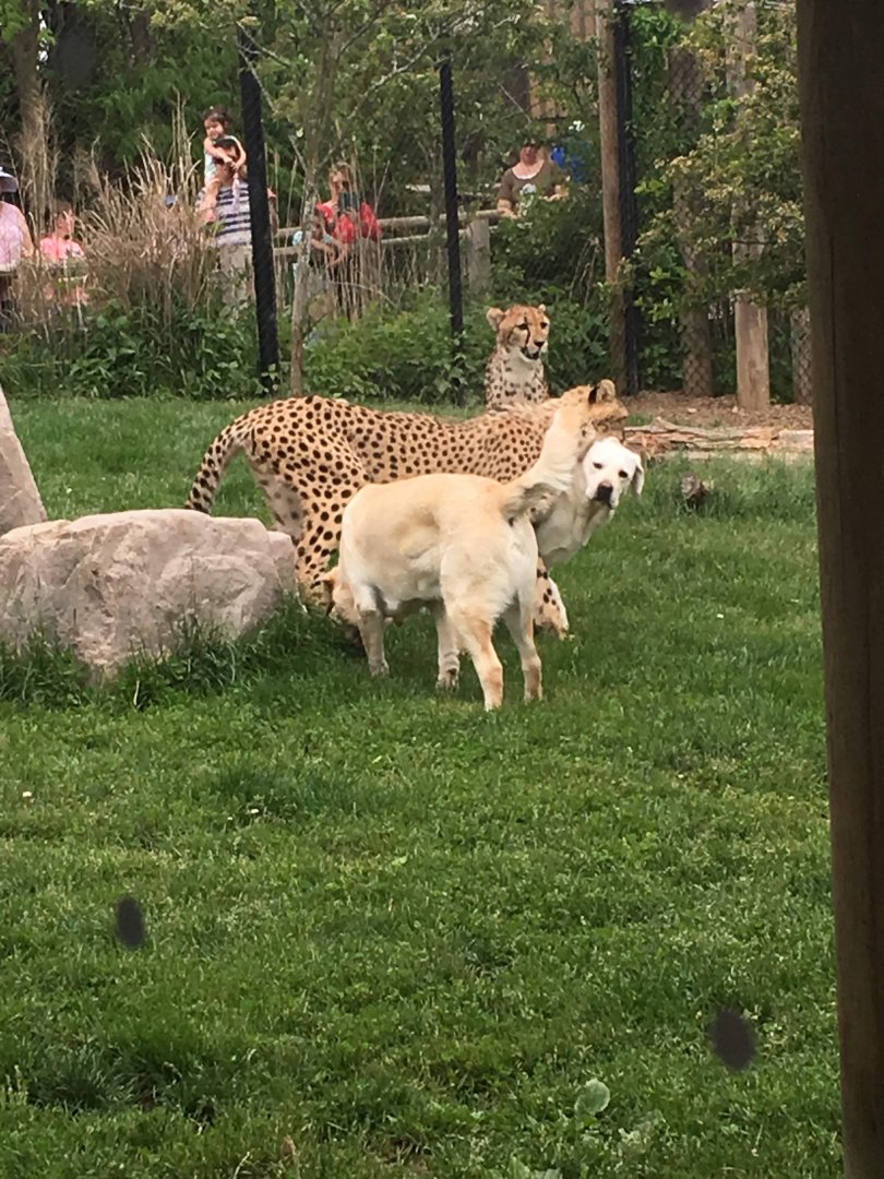Cheetahs with support dogs