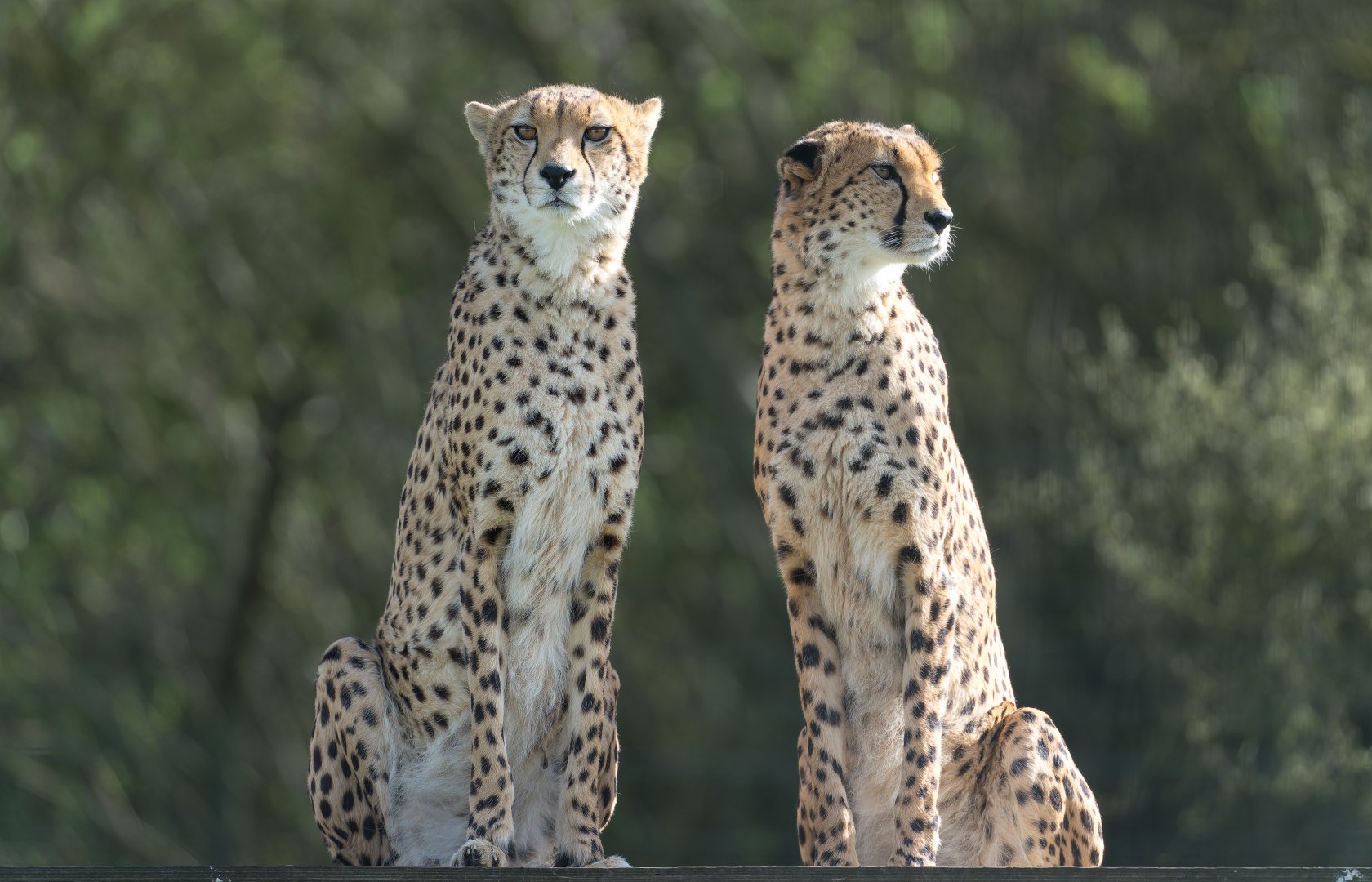 Cheetahs , ZSL Whipsnade, UK