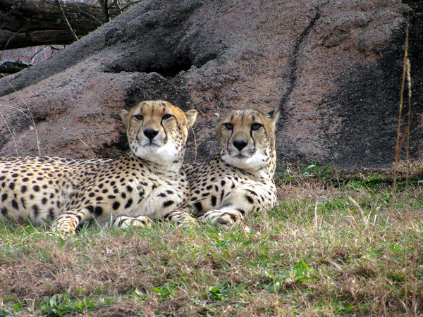 Cheetahs