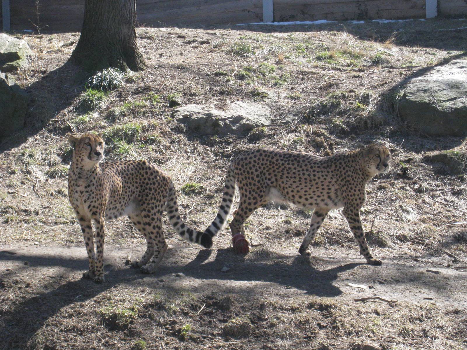 Cheetahs