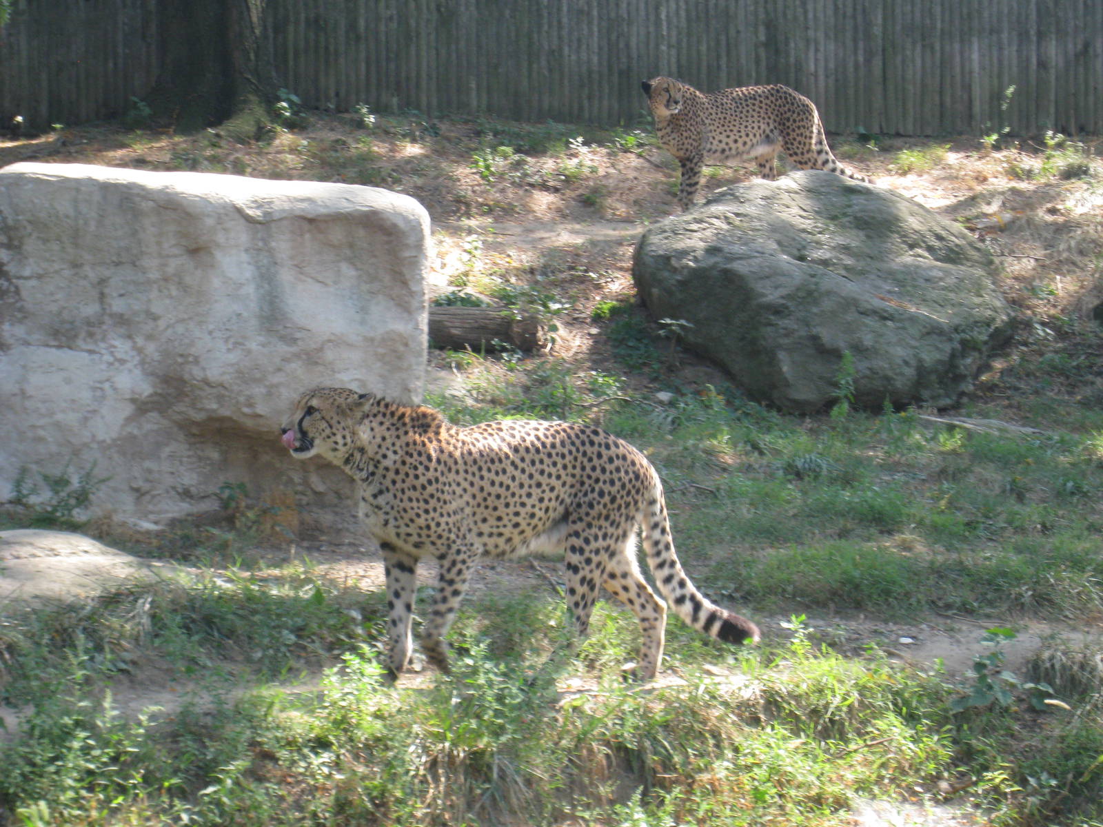 Cheetahs